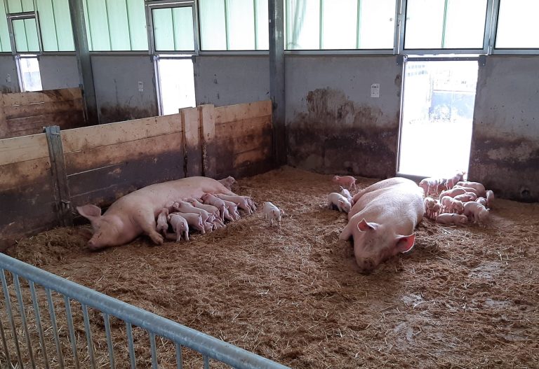 ‘Zonvarken’ genomineerd door Dierenbescherming