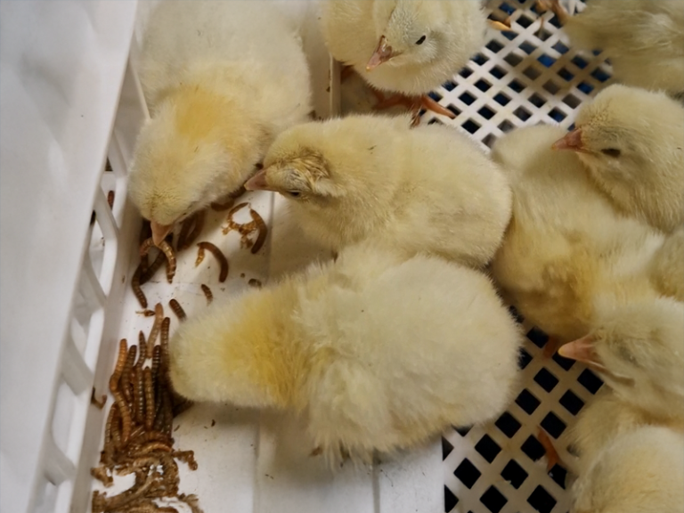 kuikens aan het eten in een hok