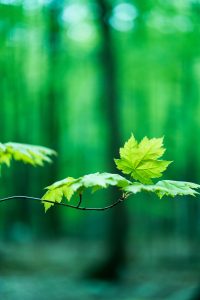 afbeelding groen blad teken van duurzaamheid